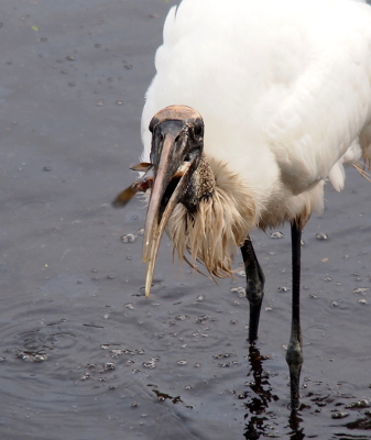 [A close head-on view of a wood stork standing with a four-inch(estimate) long fish in its beak.]